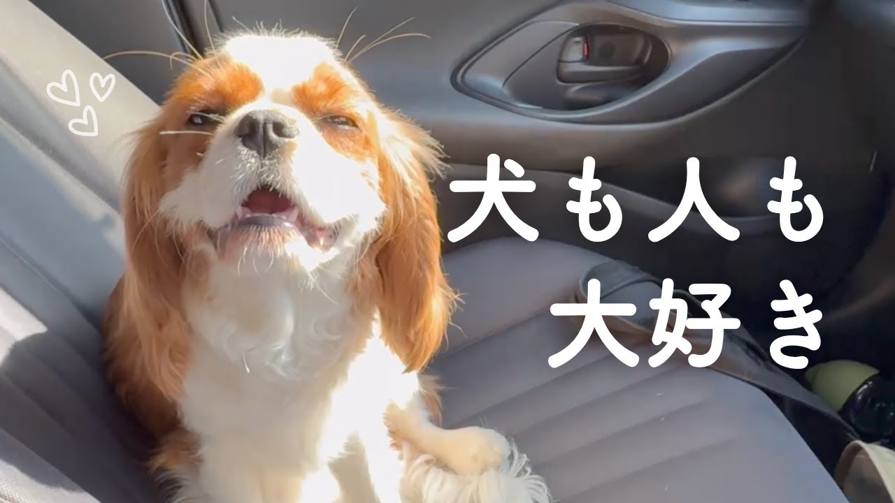 ドッグランで忙しそうな犬が愛おしすぎました【生後9ヶ月キャバリア】