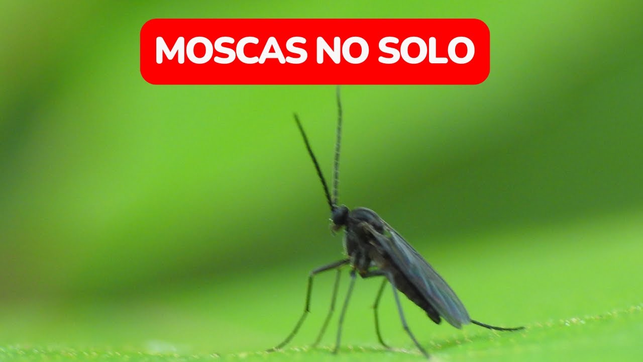 Moscas no solo? Praga Fungus Gnats pode DESTRUIR a sua colheita