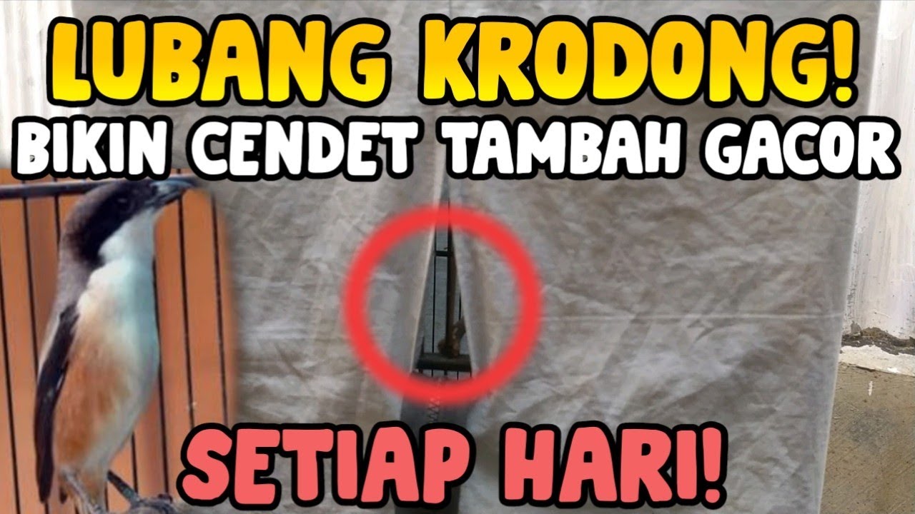 Atasi Cendet Makin Gacor Tapi Giras/Glabakan Dalam Krodong/Luar Krodong - VERSI BANG UCUP!