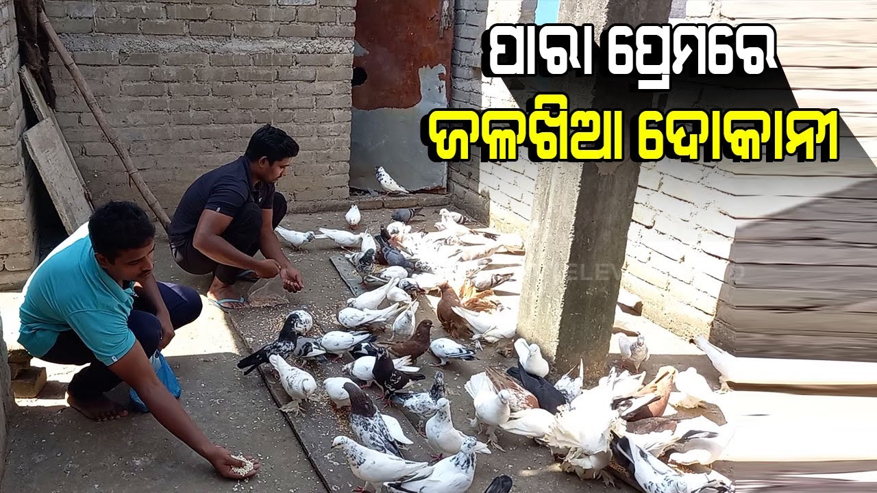 Special Story | Meet Odisha's Pigeon Men Who Cares The Birds As Own