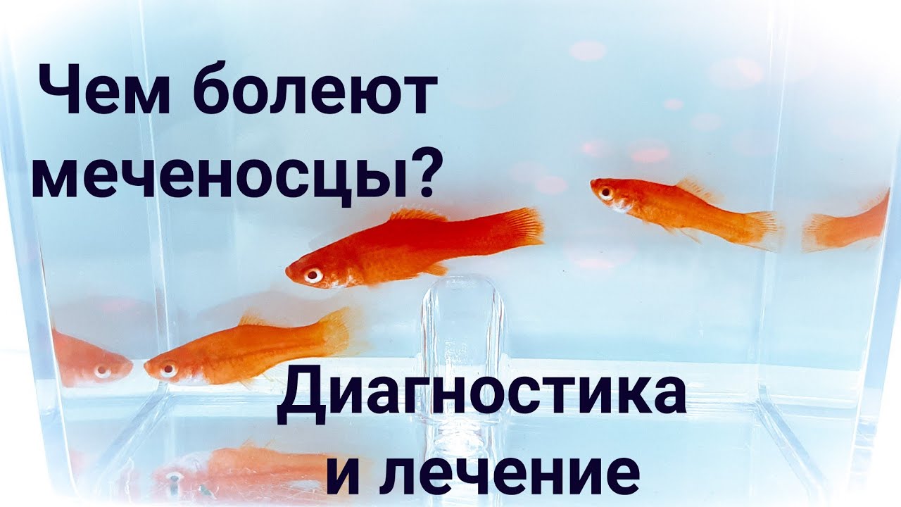 Чем болеют меченосцы, гуппи, моллинезии? Налет на теле. Впалый живот. Диагностика и лечение.
