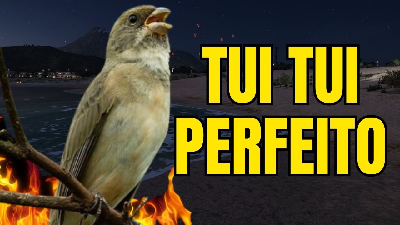 CANTO DO COLEIRO TUI TUI PERFEITO PARA ESQUENTAR COLEIRO E ENSINAR COLEIRO E PAPA CAPIM PARDO