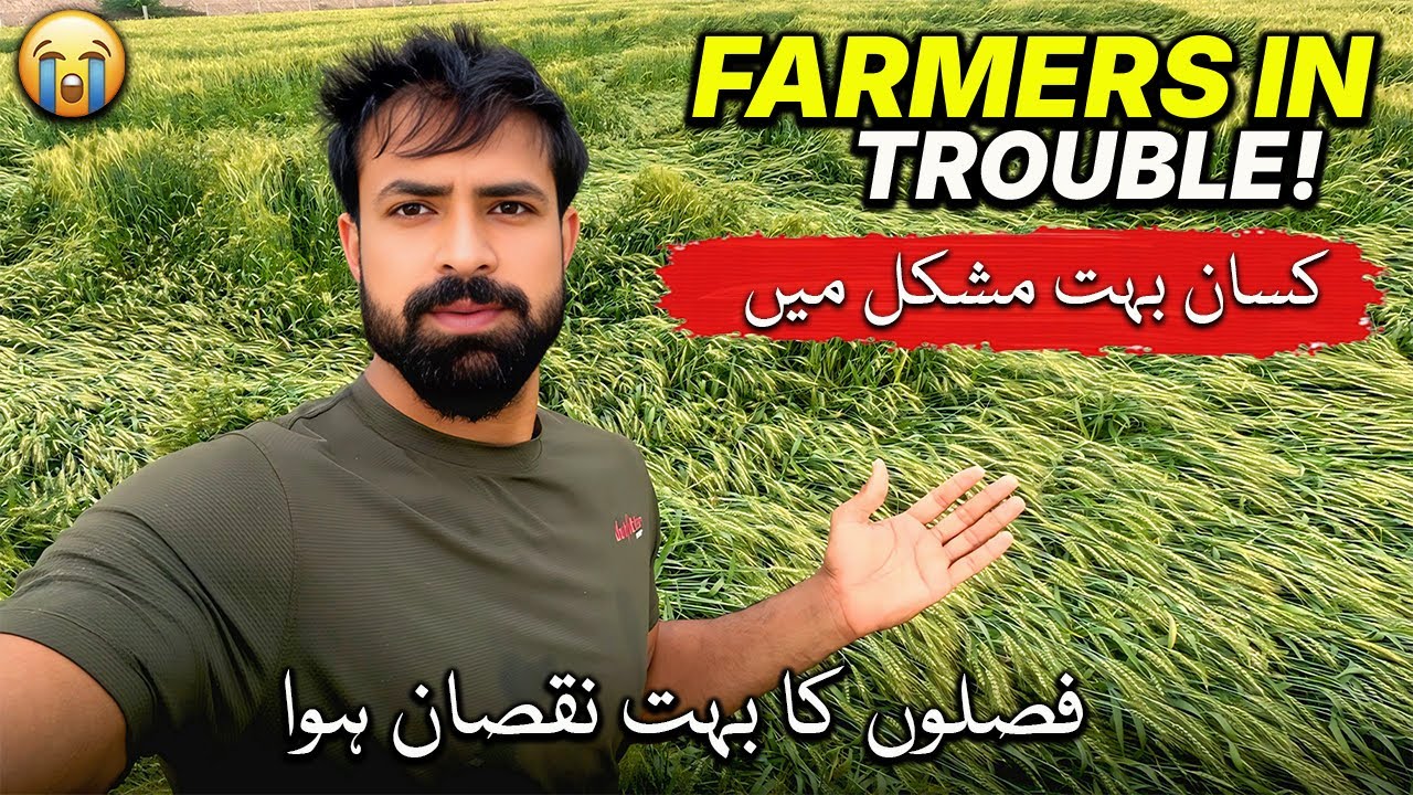Farmers in Trouble 😞 Bohat Nuqsaan Howa | شدید بارش سے فصلیں تباہ کسانوں کے لیے مشکل وقت