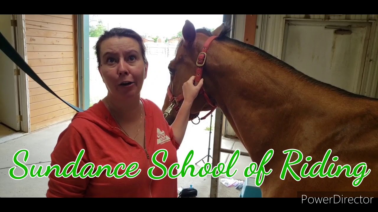 How to Braid Your Horse's Forelock