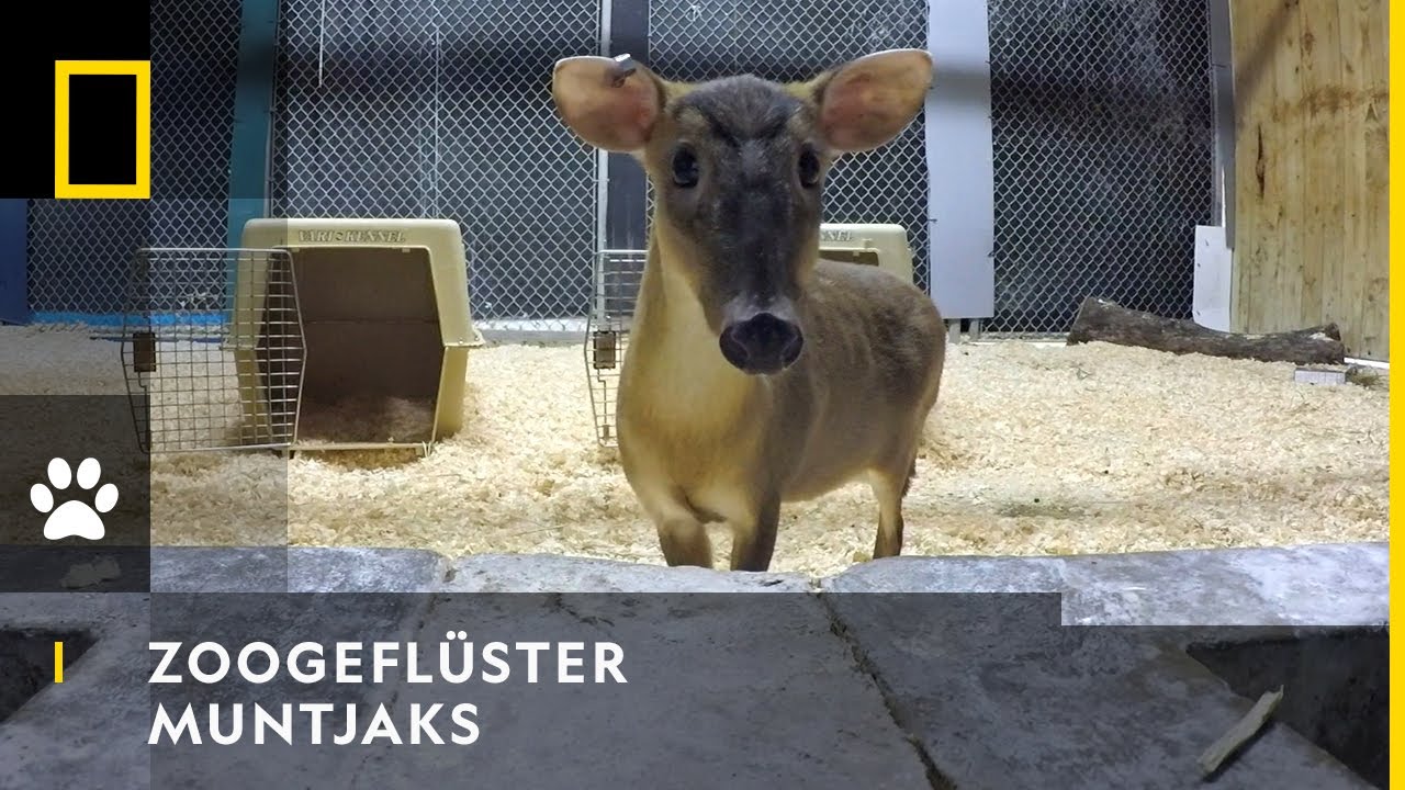 ZOOGEFLÜSTER - Muntjaks | National Geographic