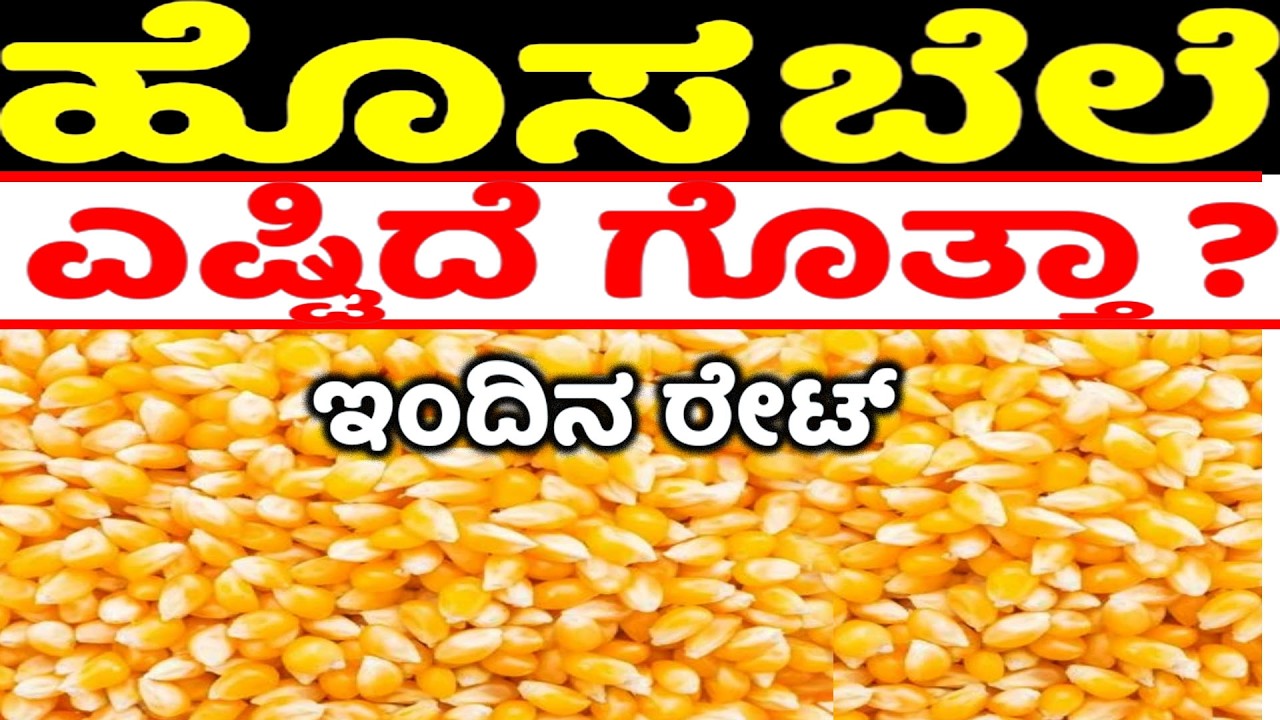 Today Karnataka Maize Market latest Price | ಗೋವಿನಜೋಳ ಬೆಲೆ ಏರಿಕೆ ಕರ್ನಾಟಕದ ಮಾರುಕಟ್ಟೆಯ ಇಂದಿನ ದರ ಇಲ್ಲಿದೆ