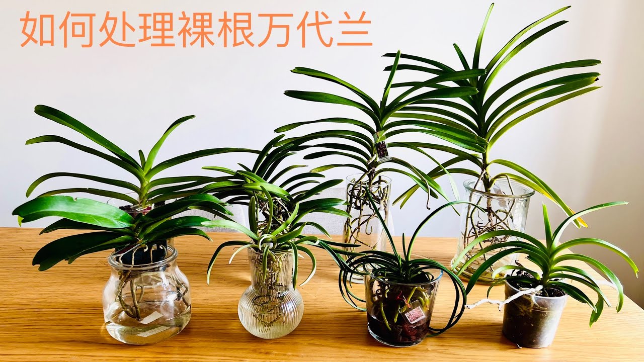 如何处理裸根万代兰Growing Vanda Orchids in Glass Vases with Water