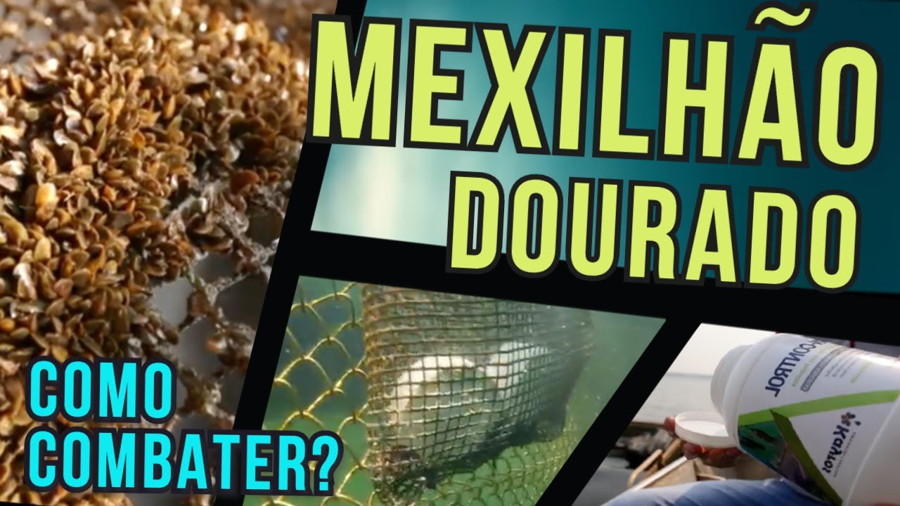 Piscicultura em TANQUES-REDE: controlando MEXILHÃO-DOURADO com PROBIÓTICO [#tecnologia]