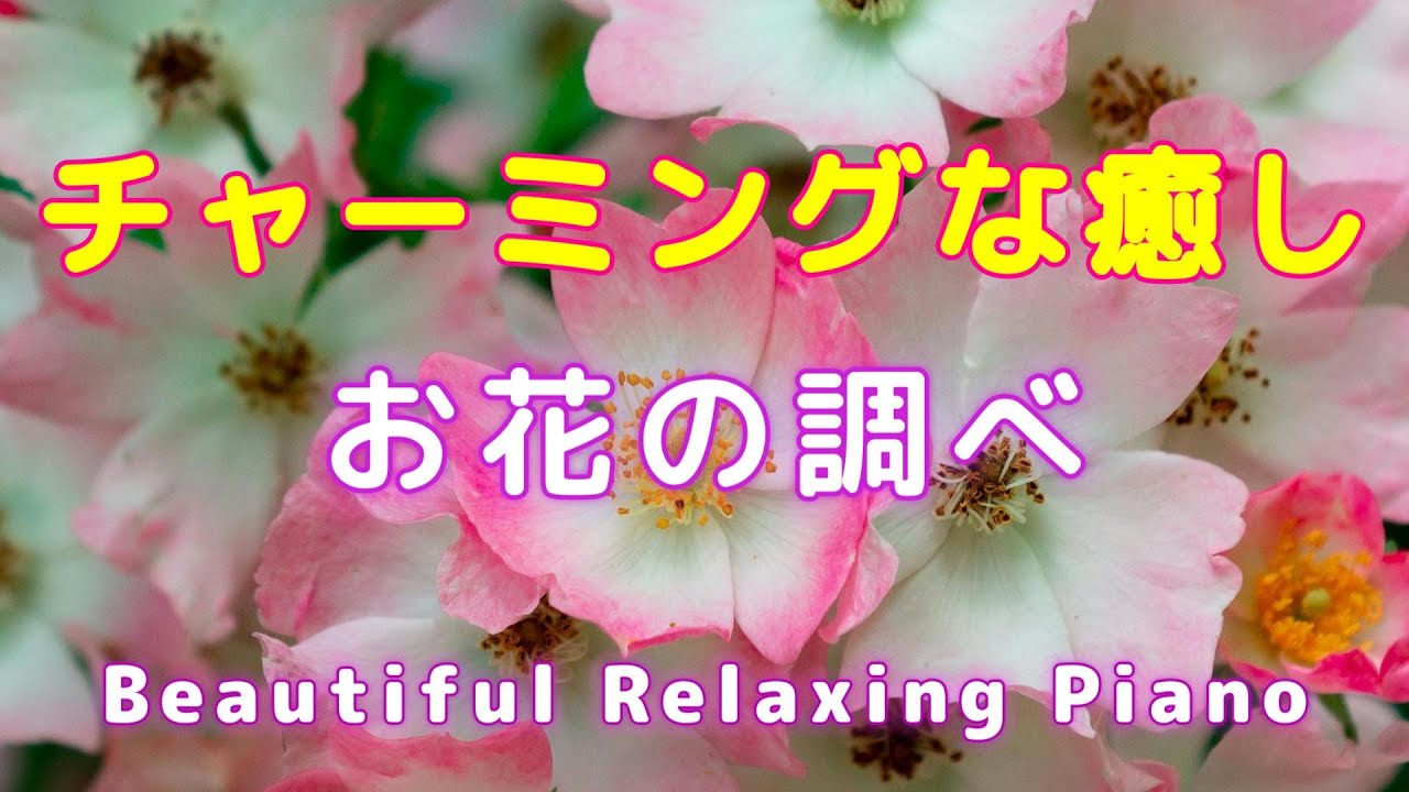 【BGM】🌺チャーミングな癒し お花のしらべ リラックス・ピアノ音楽🌺疲れた心を優しく癒す穏やかなピアノ旋律🌺心地いいゆったり音楽 #リラックス #癒し #ヒーリング