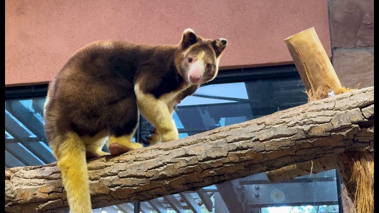Meet Som: The Inquisitive New Tree Kangaroo with a Love for Kale and an Adorable Fuzzy Face