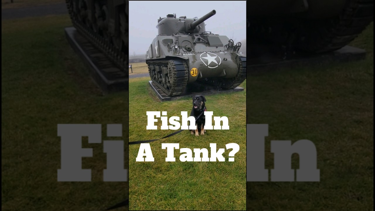 Tanks and Fish? Joke Time With Boomer The Dog 174 - SHORT #dog #shorts #army