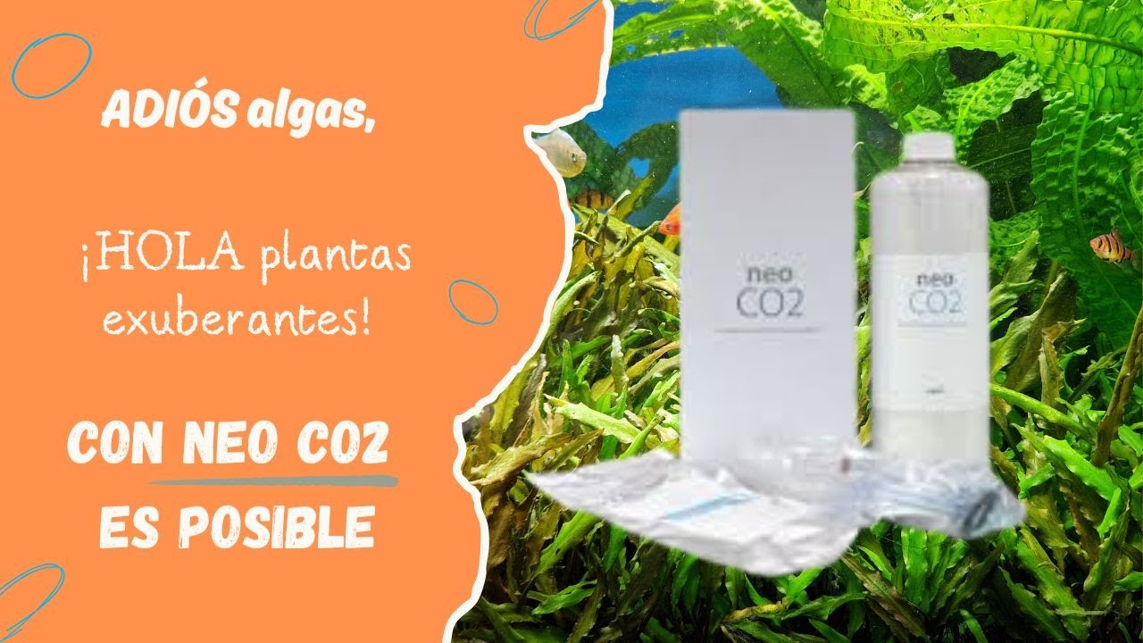 ADIÓS algas, ¡HOLA plantas exuberantes! Con NEO CO2 es posible