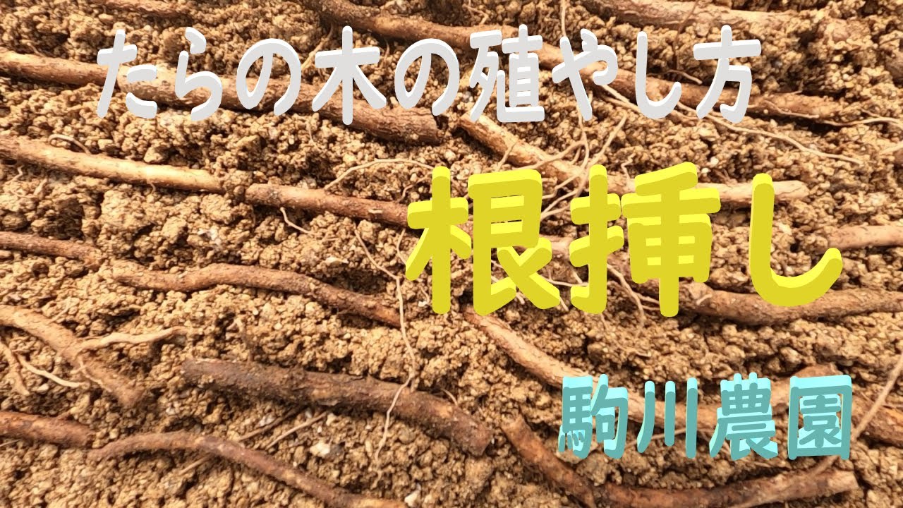 たらの木の増やし方　根挿し　邑南町　駒川農園　22.3.19