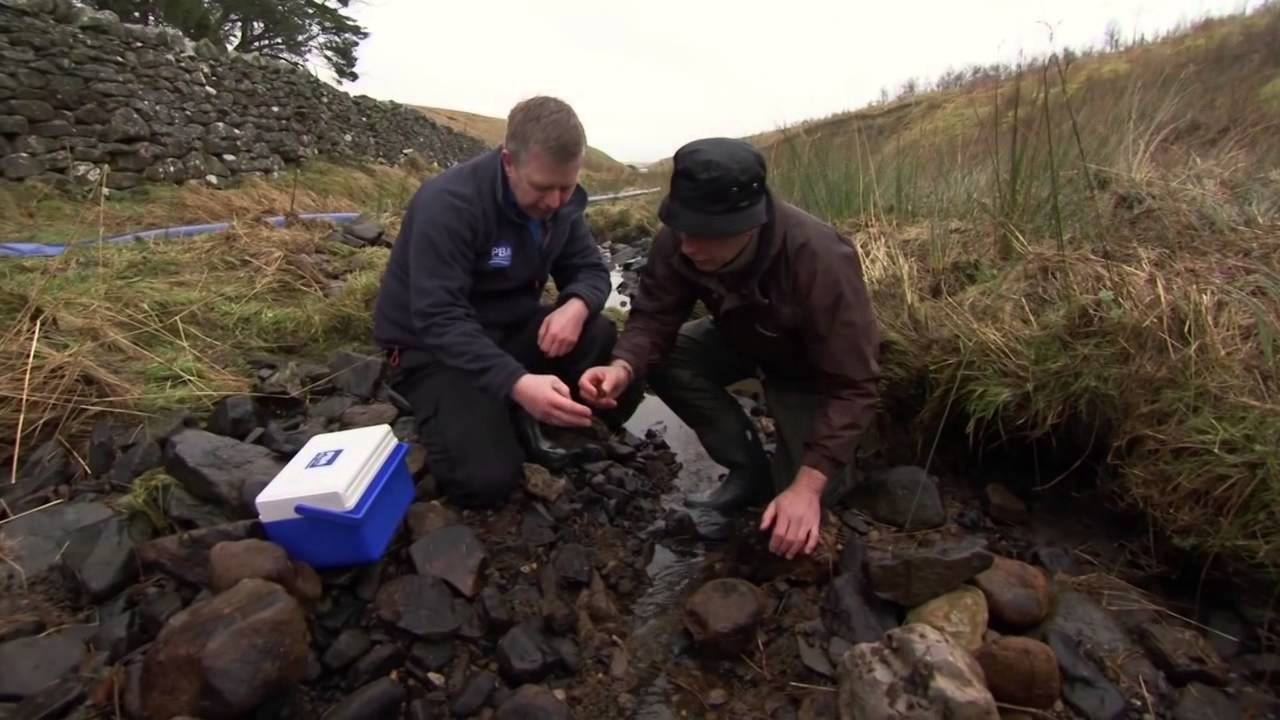 Signal Crayfish has become a plague in Britain