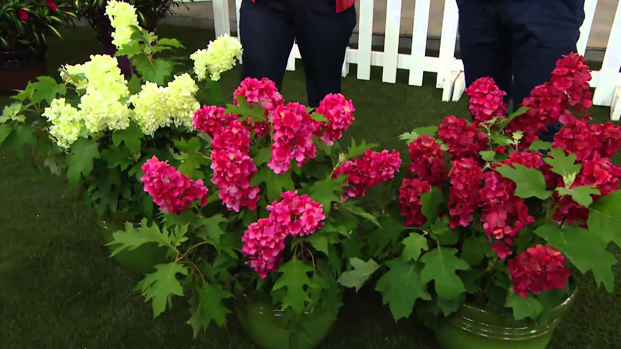 Cottage Farms 2-pc. Ruby Slippers Oakleaf Hydrangea with Mary Beth Roe