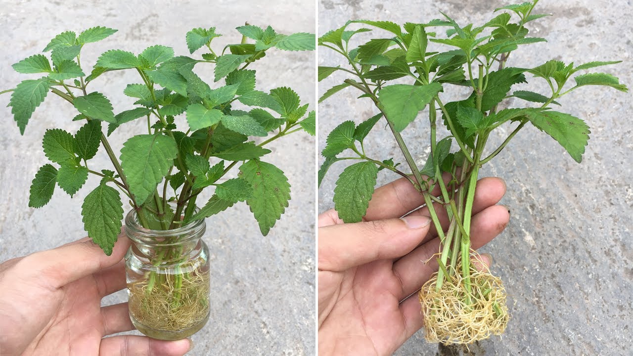 Tips to grow oregano by water, few people know