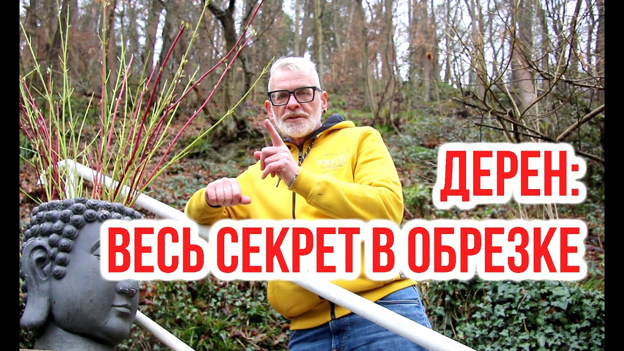 Правильная обрезка - секрет декоративности Дёрена (Cornus) / Игорь Билевич