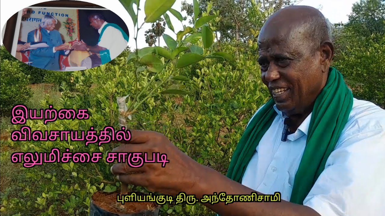 இயற்கை விவசாயத்தில் எலுமிச்சை சாகுபடி