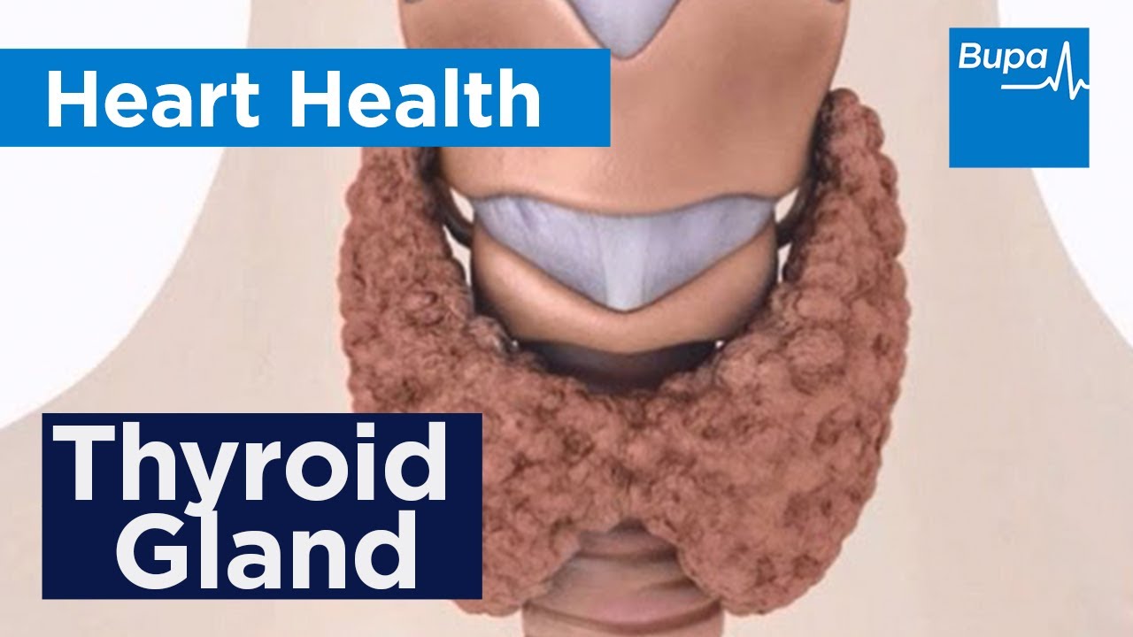 How a thyroid gland can become underactive | Bupa Health