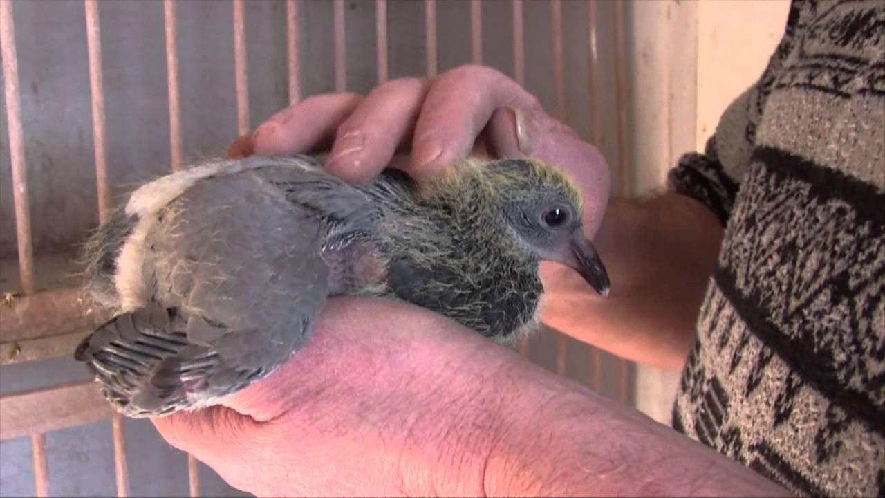 Duivensport in Riemst, Fastre Jean Marie