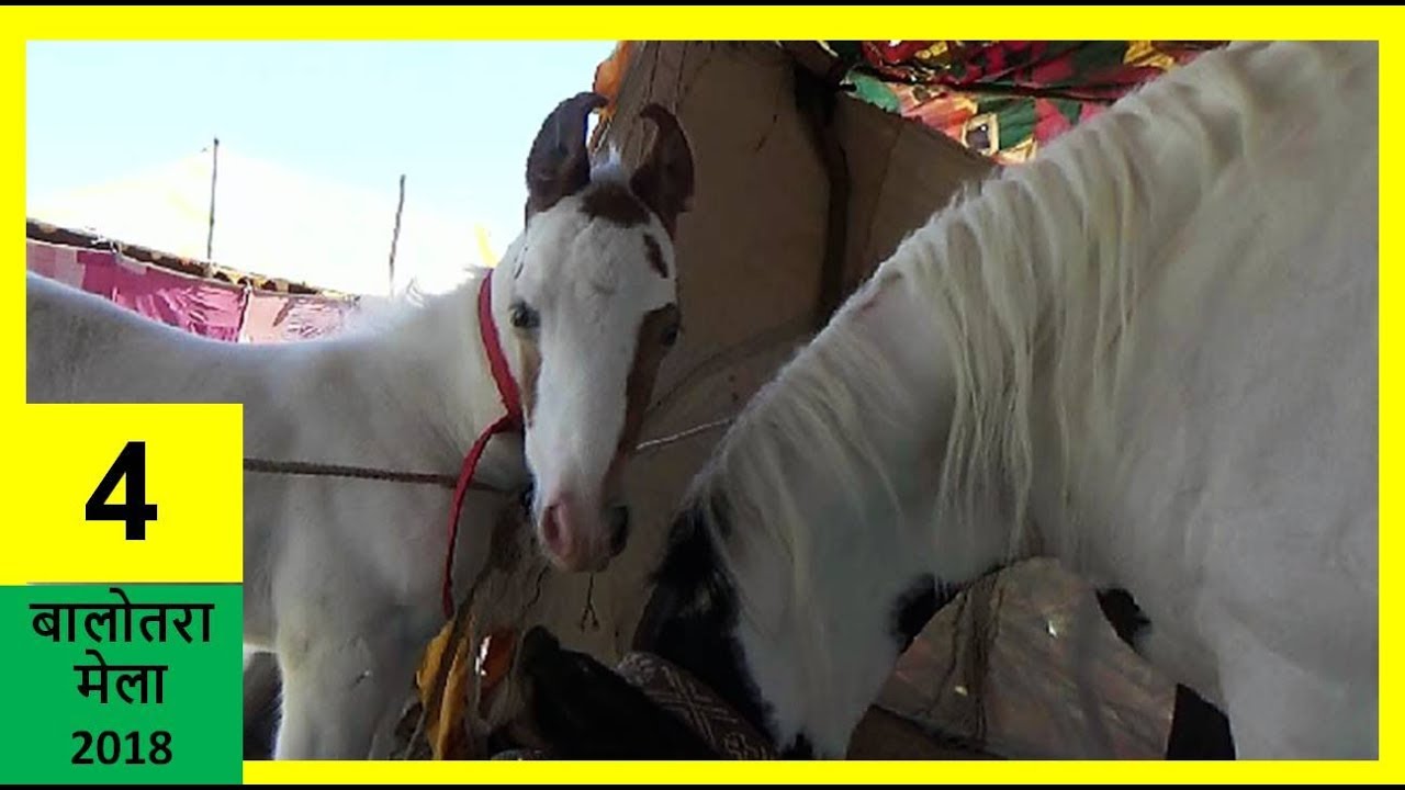 Indian Colt Baby In Indian Horse Trading Market iN Balotra Horse Fair Horse Video घोड़ा विडियो