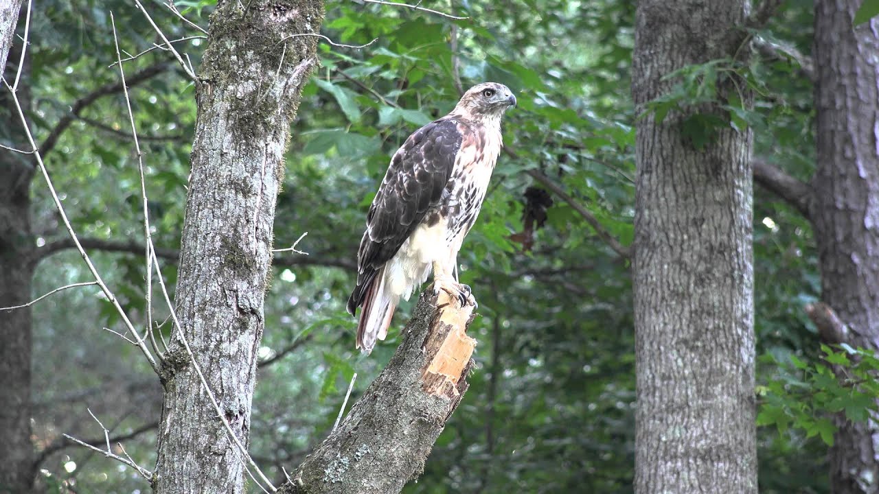 C0991 A Red Tailed Hawk Preening