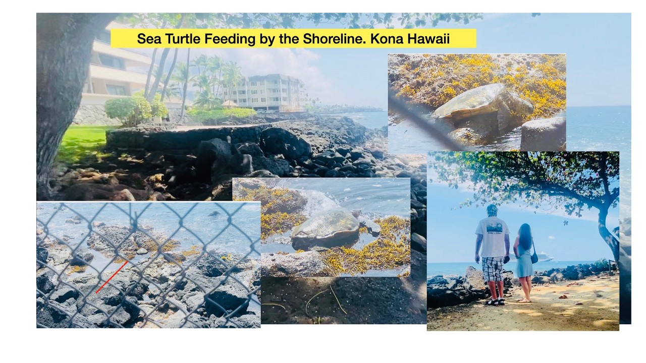 Watching Sea Turtle by the Shoreline.  Kona, Hawaii