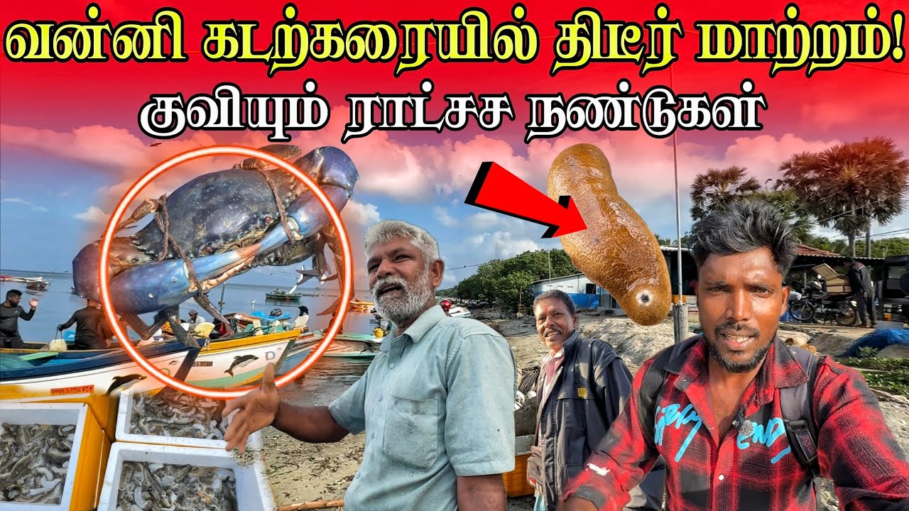 🛑வன்னி கடற்கரையில் திடீர் மாற்றம்! குவியும் ராட்சச நண்டுகள்