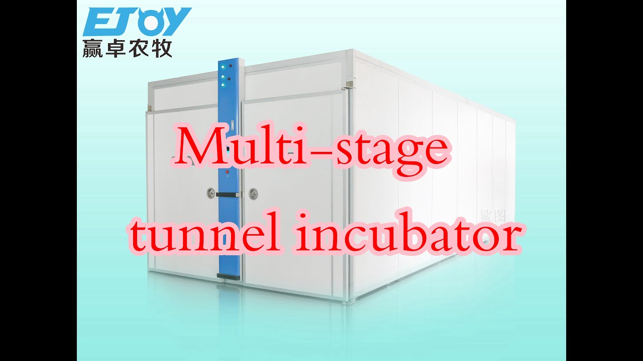 Have you ever seen break through multi-stage tunnel incubator?#incubator #hatch #hatchery