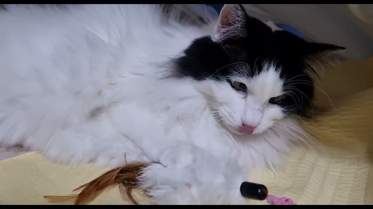 고양이 깃털 장난감 놀이 | 냥집사와 달콩이 아침 루틴