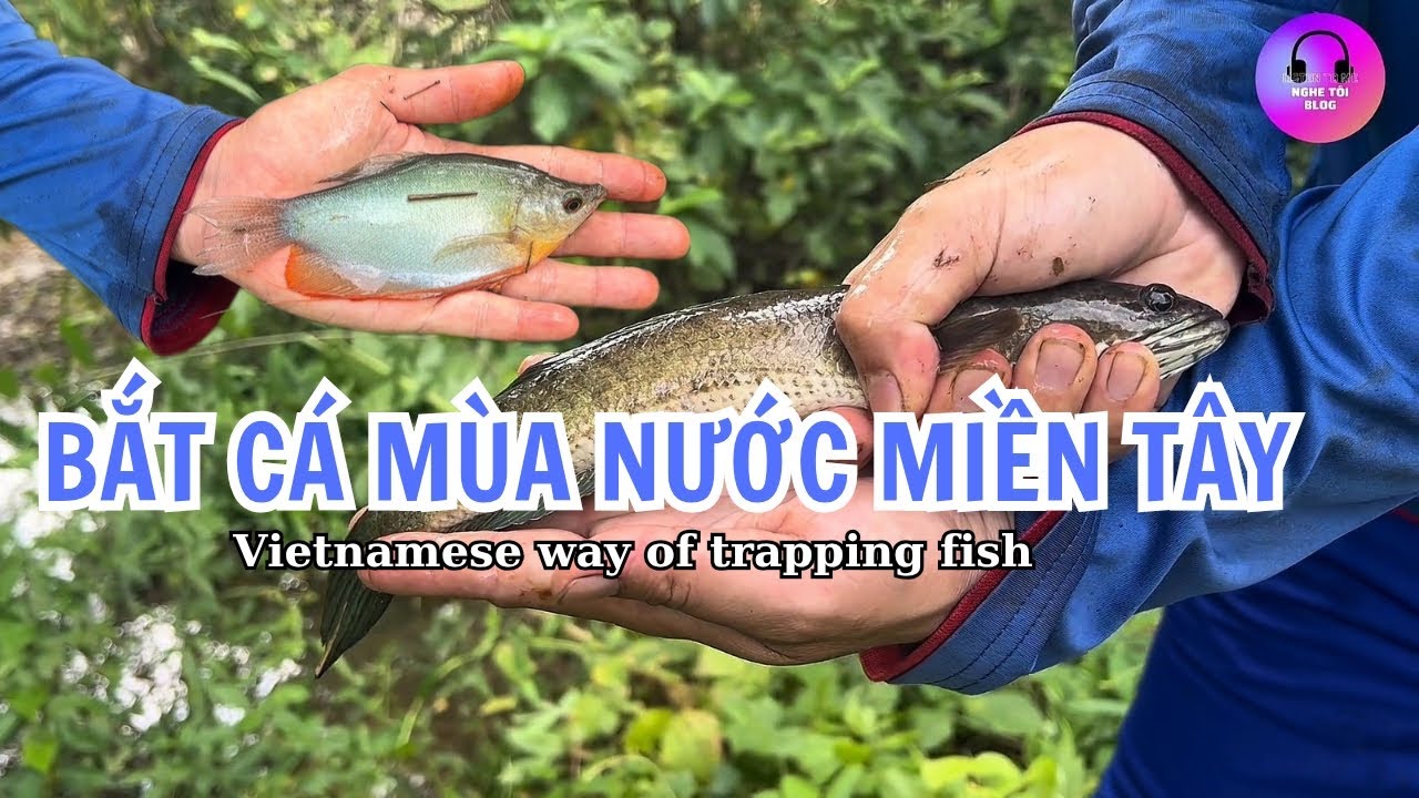 BẮT CÁ MÙA NƯỚC MIỀN TÂY | Vietnamese way of trapping fish