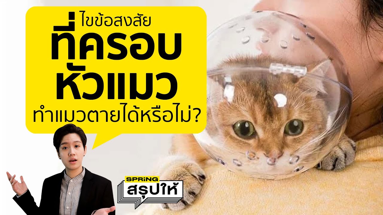 ที่ครอบหัวแมว ปลอกคอกันเลีย ควรใช้กับแมวหรือไม่? l SPRiNGสรุปให้