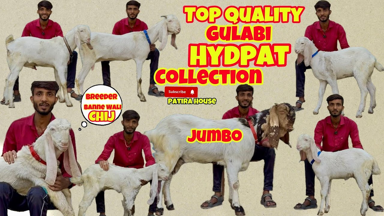 Token ko Lekar Kardi Bahot Badi Baat 😱| Foor Sale Top Quality Gulabi Hydpat Male Female @patirahouse
