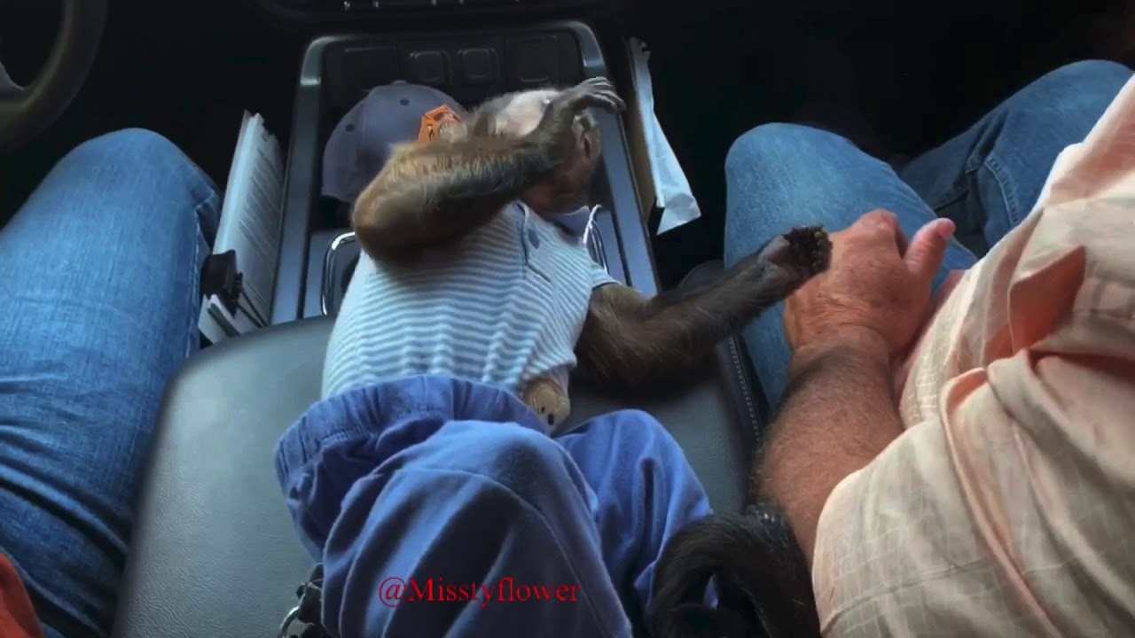 Monkey Toby on the road...having fun with dad, charging the phone, falling asleep, opening a lock😍