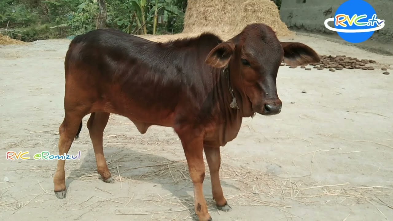 #শাহীওয়াল_১০০% #সুলতান_286 #বকনাবাছুর #RVC #Romizul#brac #RVC #Romizul #aisp