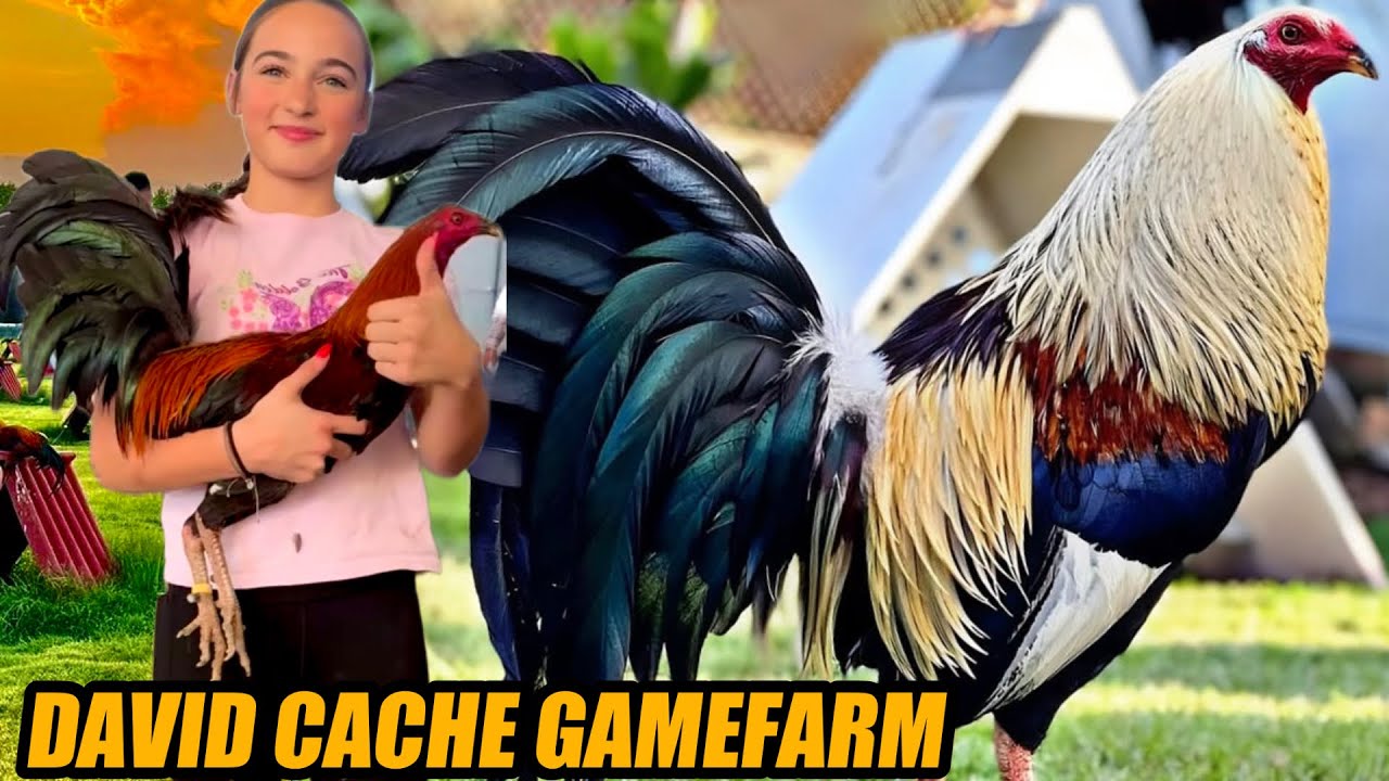 Brownred Trio available And Regular Grey Hatch Popeye | DAVID CACHE GAMEFARM