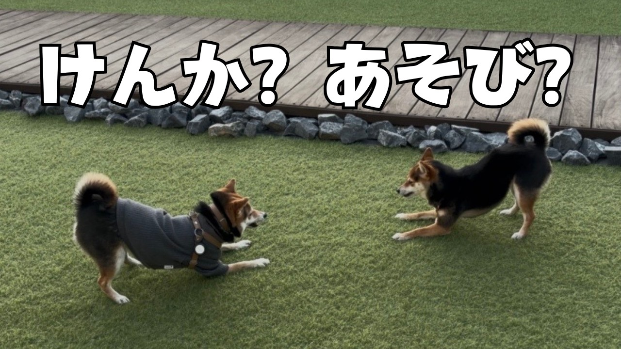 柴犬の多頭飼いは喧嘩が多い？