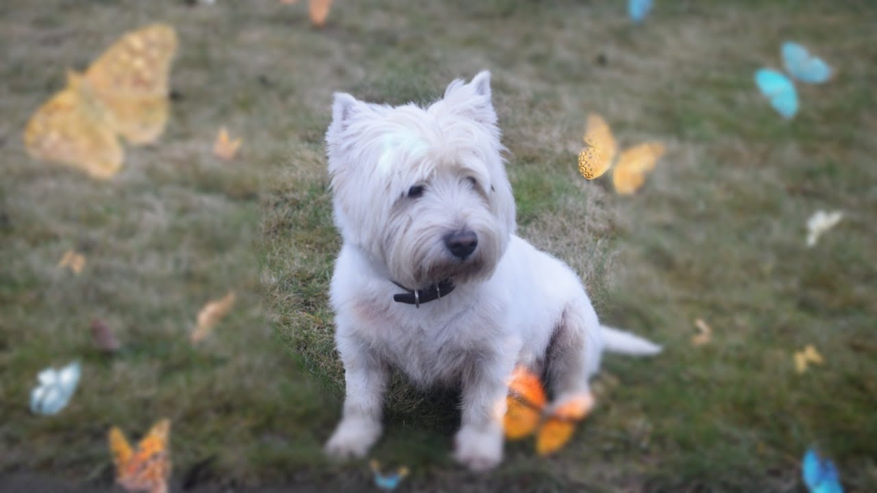 West Highland White Terrier (Westie) Bobby. Finding a New Home