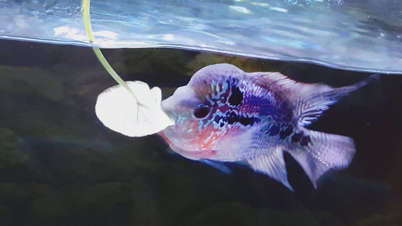 A Closer Look at My Flowerhorn Tank Setup (auto top off/aquaponics/overflow silencer/magnet switch)