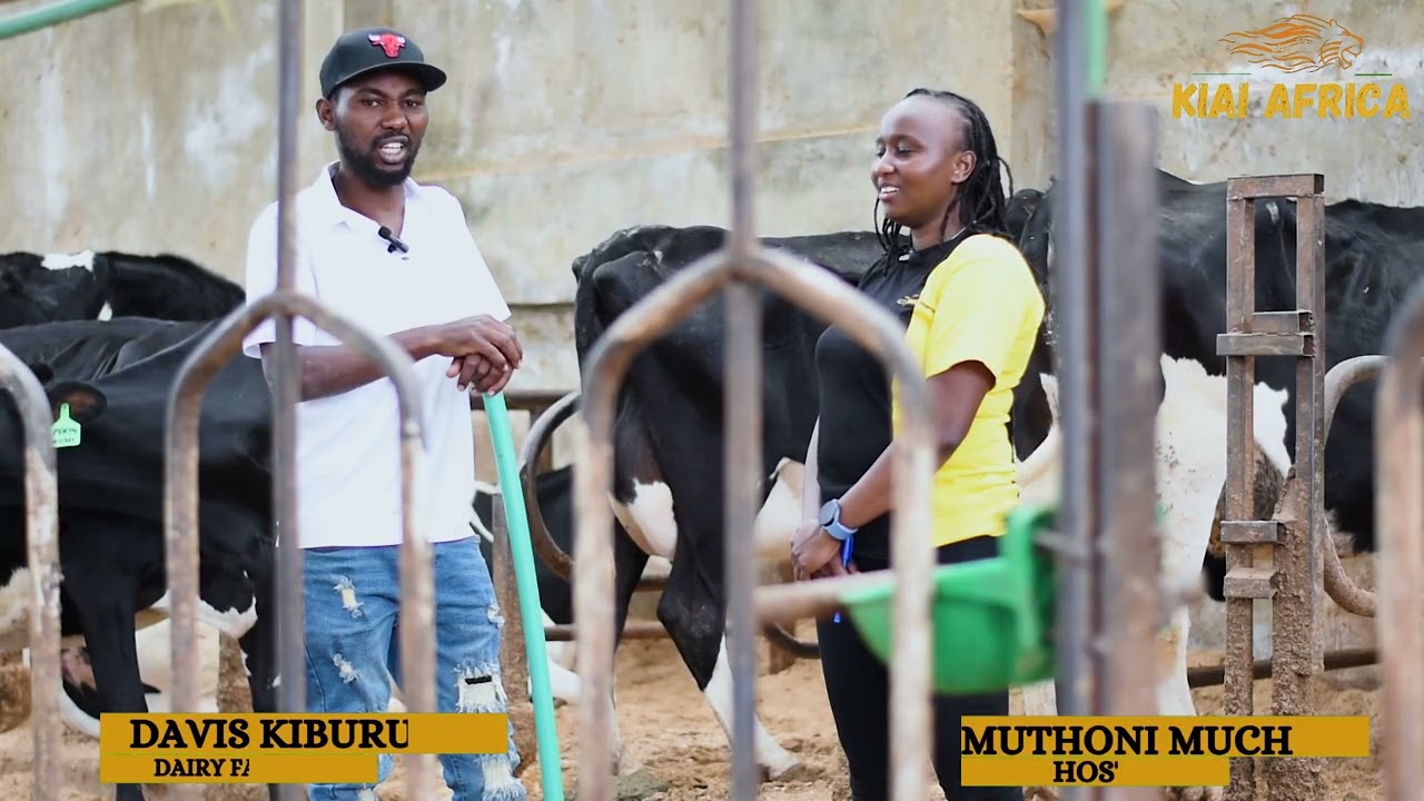 From 5 Cows to 100 High -Grade Cows. Milking More than 500 litters of Milk Per Day.