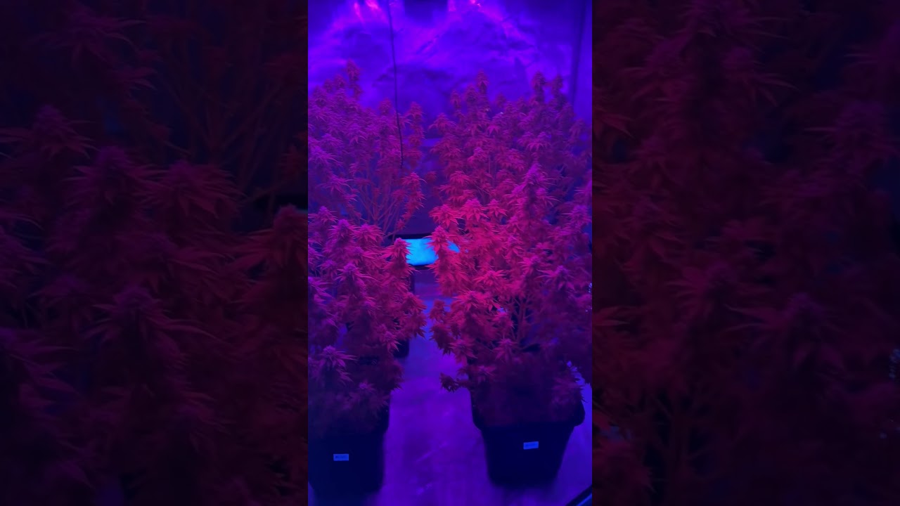 Growline720 and Aurora40 UV IR LED grow light #ledgrowlight