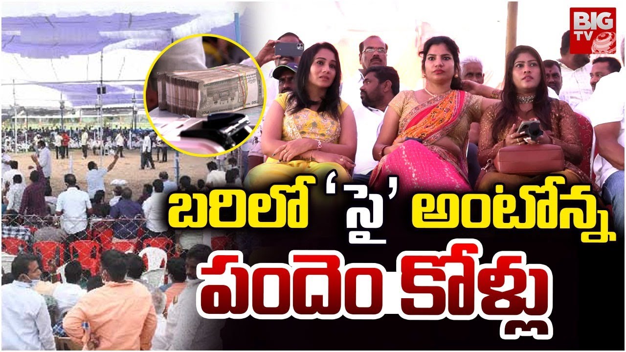 పుంజుకున్న పందెం.. Kodi Pandalu Start | Sankranthi Cockfight 2026