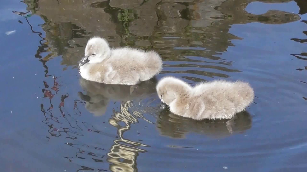 Dawlish and the Black Swans DVD trailer