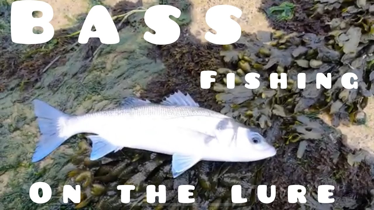 BASS LURE FISHING on the south coast Uk #fishing #bassfishing #bass