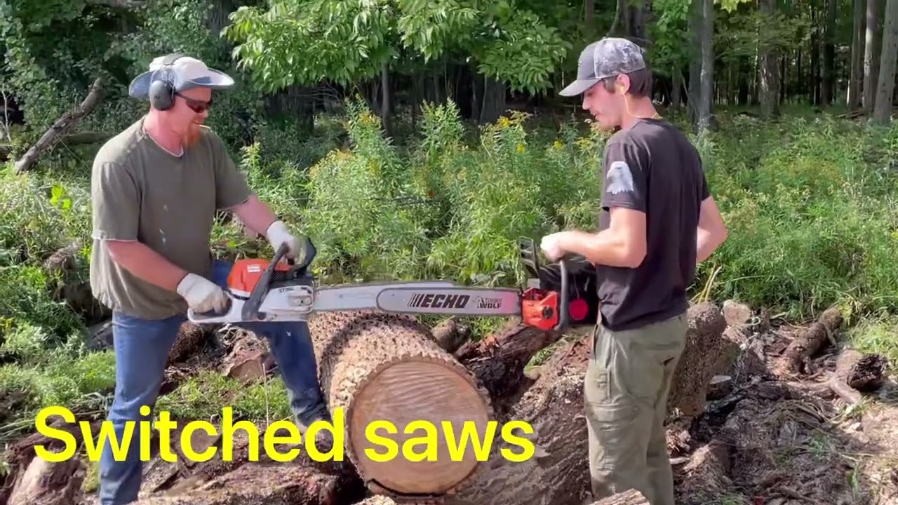Ported Echo 590 vs a stock Stihl 400c