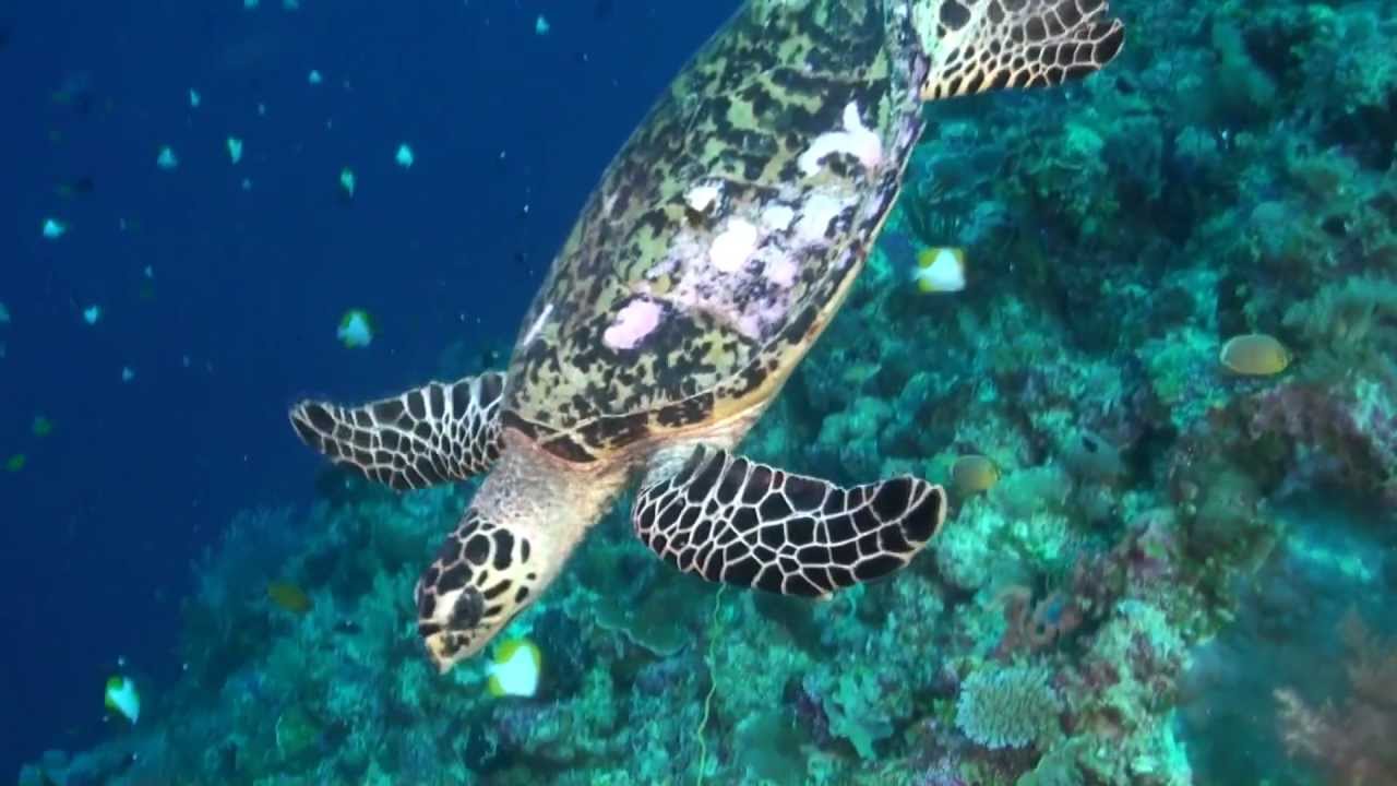 Nurkowanie Palau