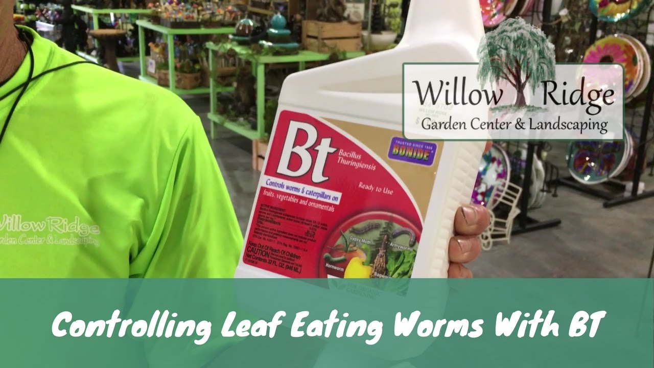 Controlling Leaf Eating Worms With BT
