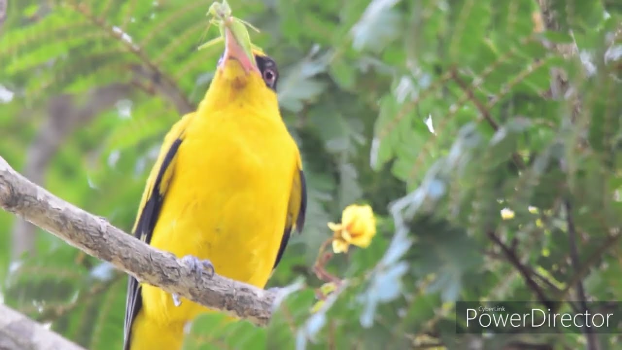Taiwan Tainan Birdwatching Travel VLOG,  Black-naped oriole #台灣 #台南 #黃鸝
