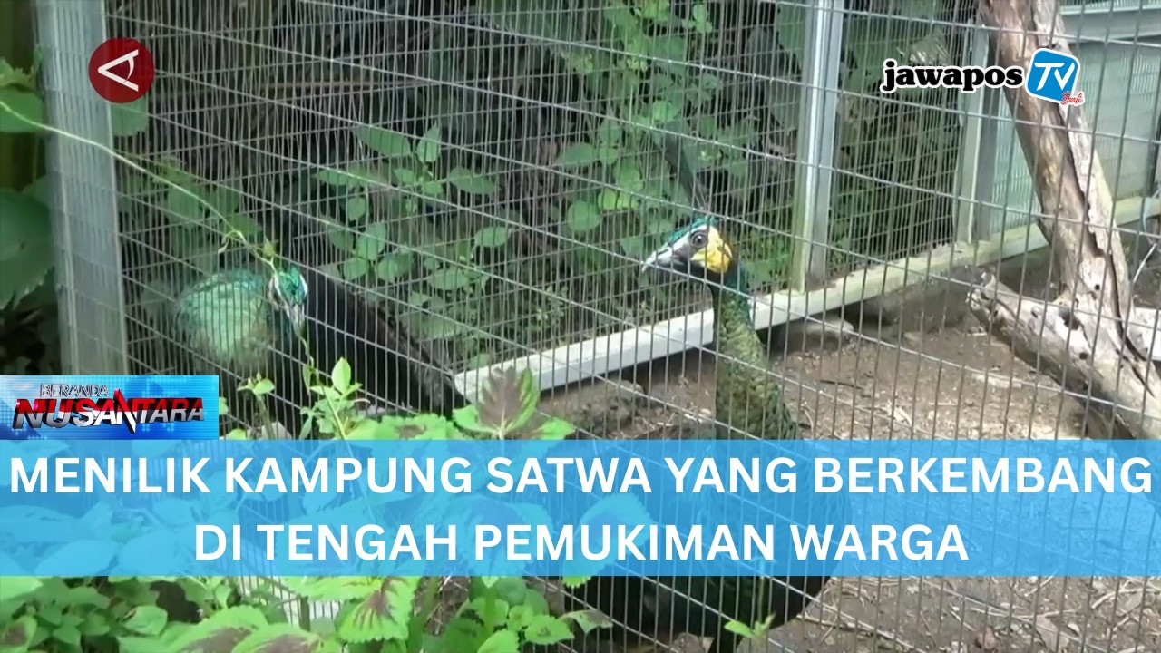 MENILIK KAMPUNG SATWA YANG BERKEMBANG DI TENGAH PEMUKIMAN WARGA || BERANDA NUSANTARA