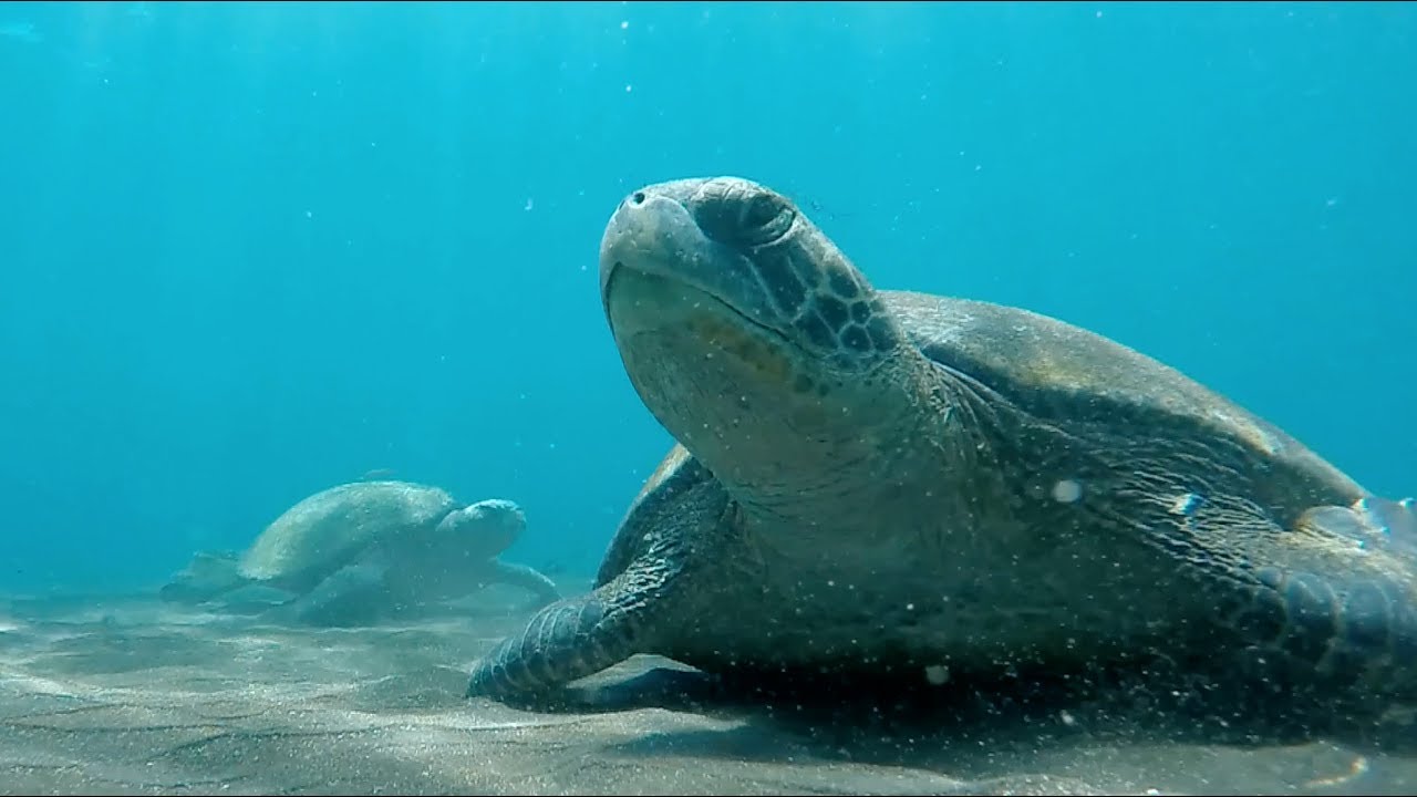 Protecting Our Oceans